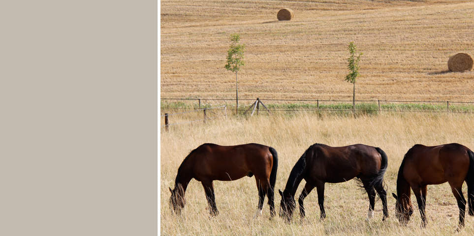 onderaan de heuvel van Beaujoly: de weilanden waar zomers de paarden grazen